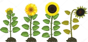C:\Users\user\Desktop\depositphotos_202041146-stock-illustration-sunflower-life-cycle-growth-stages.jpg